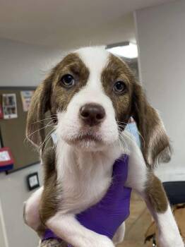 Madison -  Poodle and American Staffordshire Terrier Dog for Adoption in Bolivar, Missouri - Madison | PetCurious