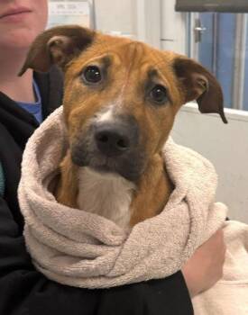 Mixed Breed Dogs Available for Adoption in Kansas City, Missouri - Summer | PetCurious