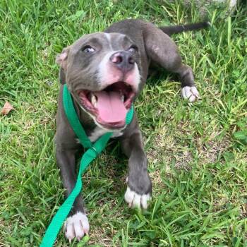 Boone #A-142950 -  Pit Bull Terrier Dog for Adoption in Silsbee, Texas - Boone #A-142950 | PetCurious