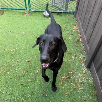 Thelma 5385 -  Black Labrador Retriever and Great Dane Dog for Adoption in Loxahatchee Groves, Florida - Thelma 5385 | PetCurious
