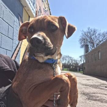 Shepherd and Hound Dogs Available for Adoption in Parma, Ohio - Red | PetCurious