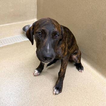 Donna -  Plott Hound and Coonhound Dog for Adoption in Monroe, Georgia - Donna | PetCurious