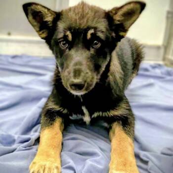 Rescue Husky and Shepherd Dogs for Adoption in Niagara Falls, Ontario - Patsy (20250926-01) | PetCurious