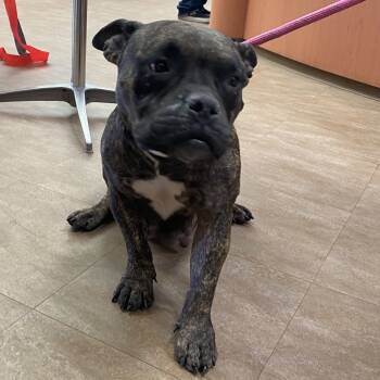 Rescue Pit Bull Terrier Dogs for Adoption in Westminster, California - Alani | PetCurious