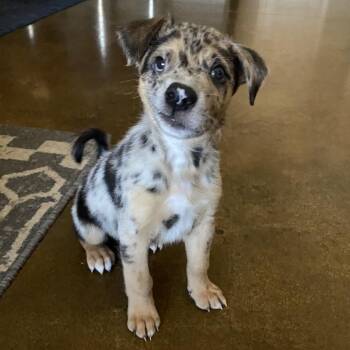 Retriever and Australian Shepherd Dogs Available for Adoption in Chattanooga, Tennessee - Denver | PetCurious