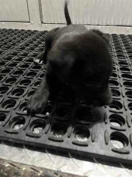 German Shepherd Dog and Mixed Breed Dogs Available for Adoption in Doral, Florida - OREO | PetCurious