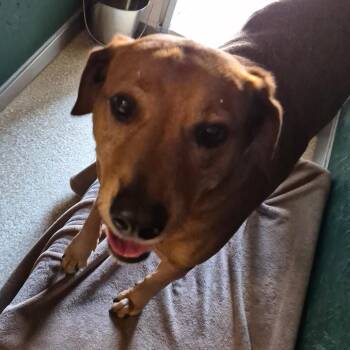 Hound and Mixed Breed Dogs Available for Adoption in Reno, Nevada - Tex | PetCurious