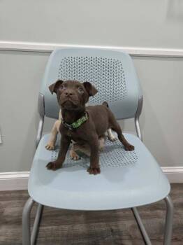 Chipmunk -  Plott Hound Dog for Adoption in Pottstown, Pennsylvania - Chipmunk | PetCurious