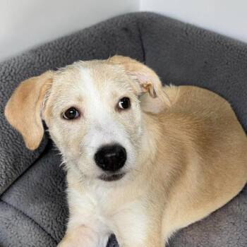 Coconut -  Wirehaired Terrier and Border Terrier Dog for Adoption in Austin, Texas - Coconut | PetCurious