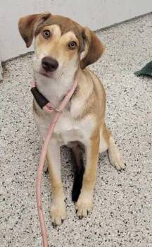 Tiramisu -  Mixed Breed Dog for Adoption in Kansas City, Missouri - Tiramisu | PetCurious