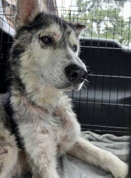 Lobo- Will anyone choose an older guy like me -  Husky Dog for Adoption in Conway, South Carolina - Lobo- Will Anyone Choose An Older Guy Like Me | PetCurious