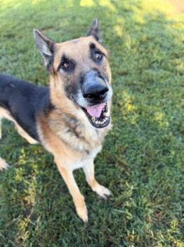 KYLO -  German Shepherd Dog Dog for Adoption in Riverside, California - KYLO | PetCurious