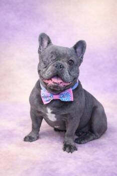 French Bulldog Dogs Available for Adoption - Desiree | PetCurious