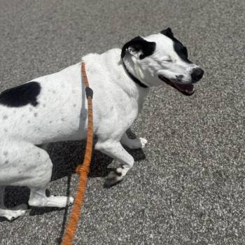 Buddy -  Mixed Breed Dog for Adoption in Pittsburgh, Pennsylvania - Buddy | PetCurious