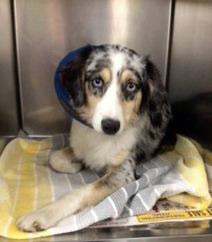 Remi ~ -  Australian Shepherd Dog Available for Adoption in Columbia, Tennessee - Remi ~ | PetCurious