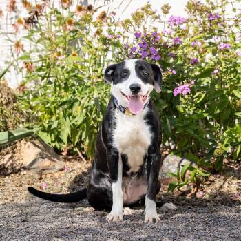 Mixed Breed Dogs Available for Adoption in Council Bluffs, Iowa - Justice | PetCurious