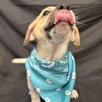 Cinnamon -  Mixed Breed Dog for Adoption - Cinnamon | PetCurious