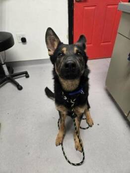 German Shepherd Dog and Mixed Breed Dogs Available for Adoption - Sylvie | PetCurious