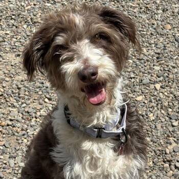 Abby -  Mixed Breed Dog for Adoption in Medford, Oregon - Abby | PetCurious