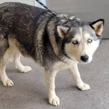 Mixed Breed Dogs Available for Adoption - 105328 | PetCurious