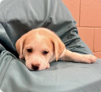 Cattle Dog and Terrier Dogs Available for Adoption in Bothell, Washington - Galaxy | PetCurious