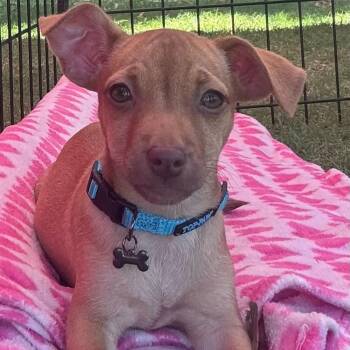 Grogu Clewy -  Chihuahua Dog for Adoption in Fort Lauderdale, Florida - Grogu Clewy | PetCurious