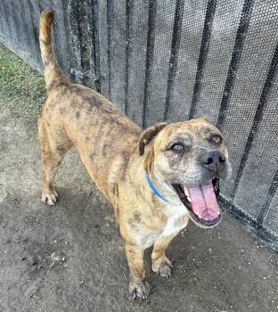 Pit Bull Terrier and Mixed Breed Dogs Available for Adoption in Riverside, California - BOSS | PetCurious