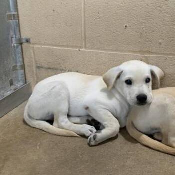 Lynn -  Labrador Retriever and Mixed Breed Dog for Adoption in Morton Grove, Illinois - Lynn | PetCurious