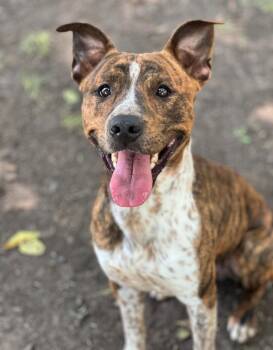 Rescue Pit Bull Terrier Dogs for Adoption in Austin, Texas - Howdy | PetCurious