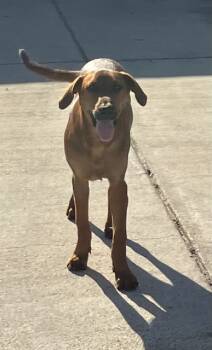 Rescue Mixed Breed Dogs for Adoption in Dallas, Texas - BEN | PetCurious