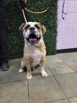 Saint Bernard and English Bulldog Dogs Available for Adoption - 60147545 | PetCurious