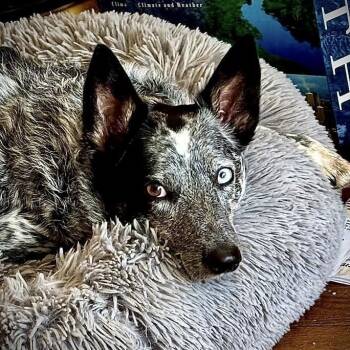 Mixed Breed Dogs Available for Adoption in Madison, Wisconsin - Girly | PetCurious