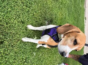 Recon -  Beagle Dog for Adoption in Rockwell City, Iowa - Recon | PetCurious