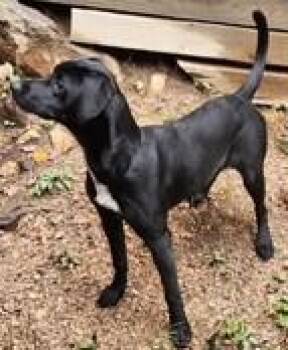 Finley -  Black Labrador Retriever Dog for Adoption in Lead, South Dakota - Finley | PetCurious