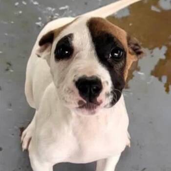 Jack Russell Terrier Dogs Available for Adoption - SPANKY | PetCurious
