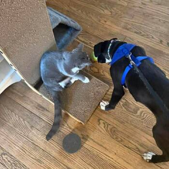 Pit Bull Terrier and Border Collie Dogs Available for Adoption - Josh | PetCurious