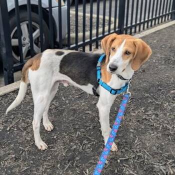 Hound and Mixed Breed Dogs Available for Adoption in Richmond, Virginia - Surfer | PetCurious