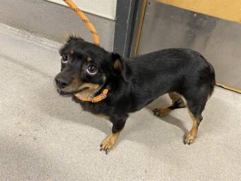Chihuahua and Mixed Breed Dogs Available for Adoption in Modesto, California - JENNY | PetCurious