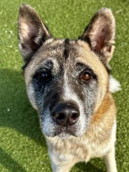 Mixed Breed Dogs Available for Adoption in Wichita, Kansas - Hina | PetCurious