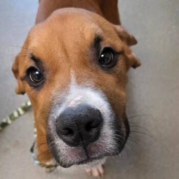 Bandit -  Mastiff and Mixed Breed Dog for Adoption in Council Bluffs, Iowa - Bandit | PetCurious