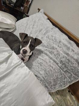 Lizzy -  Pit Bull Terrier Dog for Adoption in Colorado Springs, Colorado - Lizzy | PetCurious