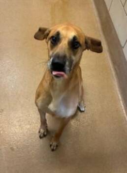 Milo -  Black Mouth Cur Dog for Adoption in Murphy, Texas - Milo | PetCurious