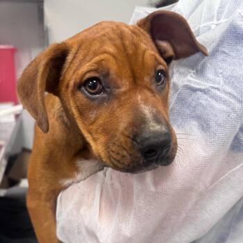 Boxer and Mixed Breed Dogs Available for Adoption in Greenville, South Carolina - Justice | PetCurious