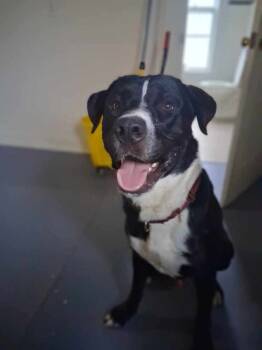 Rescue Mixed Breed and Labrador Retriever Dogs for Adoption in Groveland, Massachusetts - Sven | PetCurious