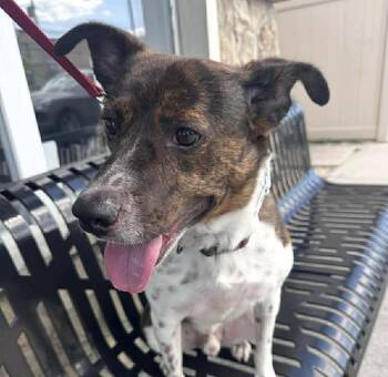 Coquito (Foster or Adopter Needed) -  Terrier and Pointer Dog Available for Adoption in Westwood, New Jersey - Coquito (Foster Or Adopter Needed) | PetCurious