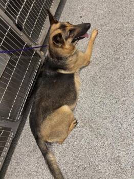 A657049 -  German Shepherd Dog Dog Available for Adoption in Houston, Texas - A657049 | PetCurious