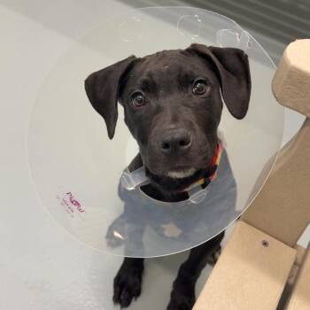 Silas -  Black Mouth Cur and Black Labrador Retriever Dog for Adoption in Beaumont, Texas - Silas | PetCurious
