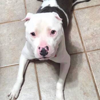 Gator -  Pit Bull Terrier Dog for Adoption in Effingham, Illinois - Gator | PetCurious