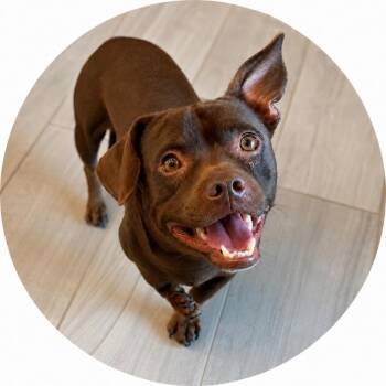 Rexy -  Dachshund and Terrier Dog for Adoption in Hardeeville, South Carolina - Rexy | PetCurious