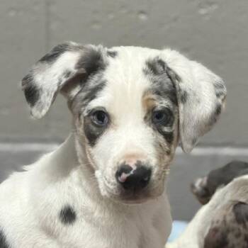 Toe -  Catahoula Leopard Dog Dog for Adoption in Sacramento, California - Toe | PetCurious